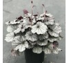 Гейхера Нозерн Икспоже Сильвер (Northern Exposour Silver) C1